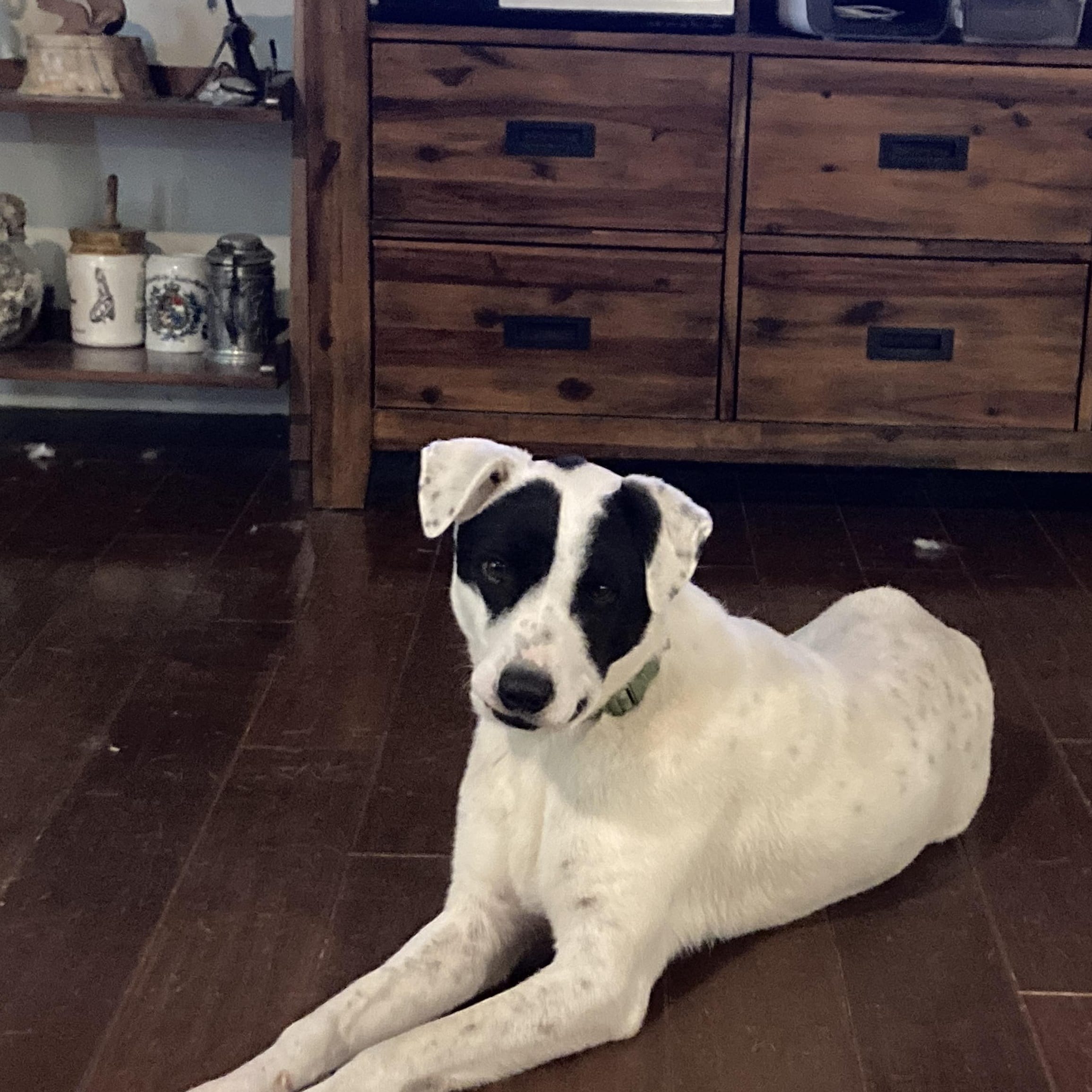 Adopt Marley Today Find Paw Pal