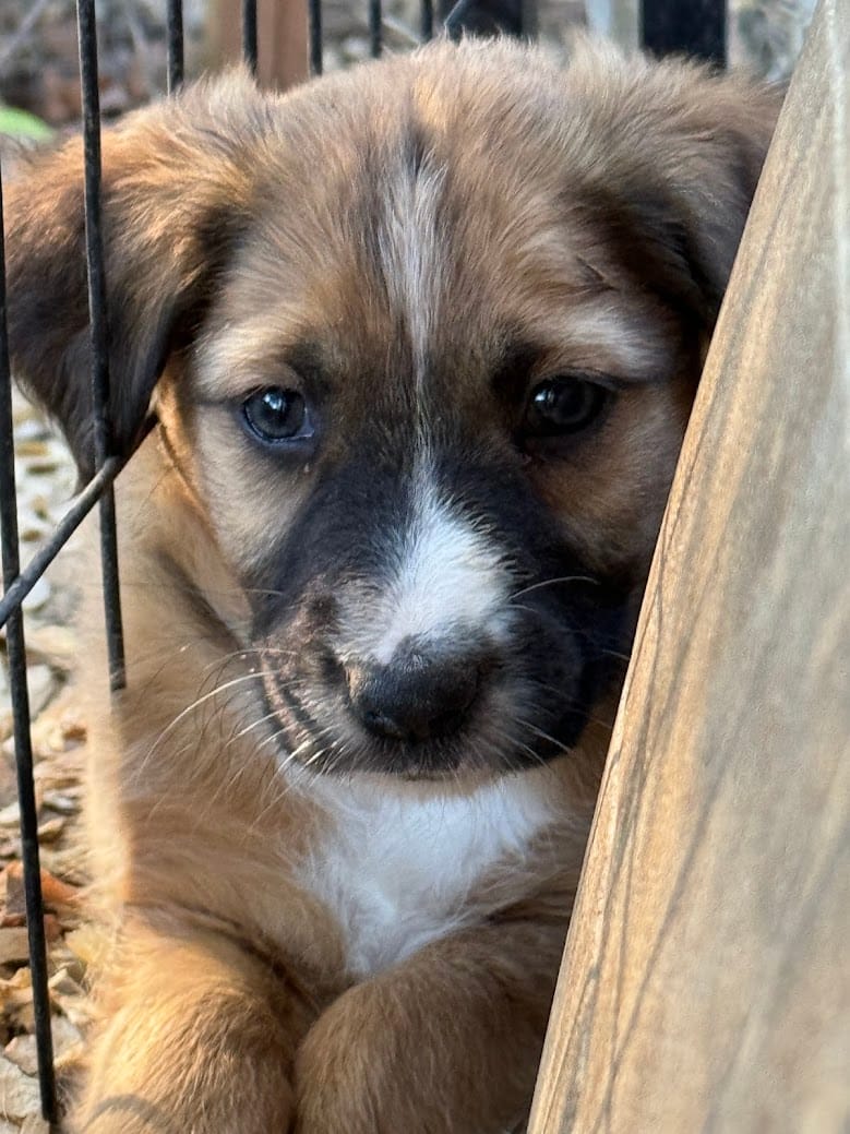 Adopt TIBERIUS Today Find Paw Pal