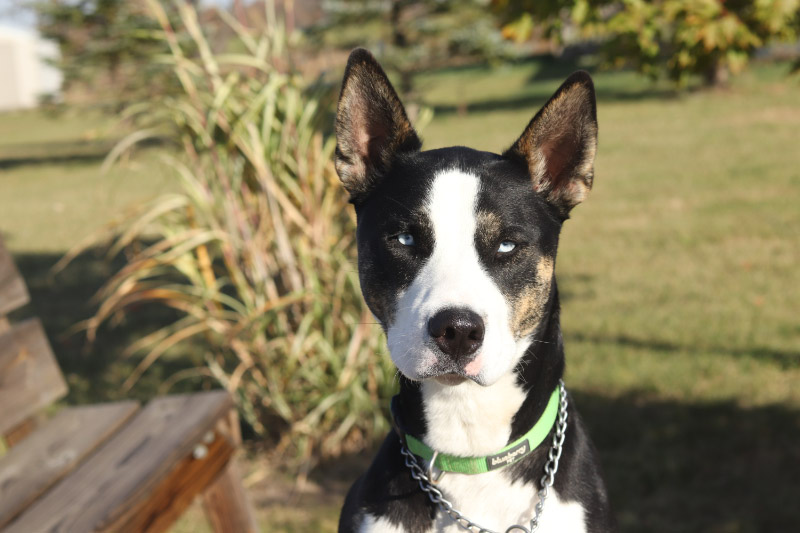 Adopt Sheffield Today Find Paw Pal