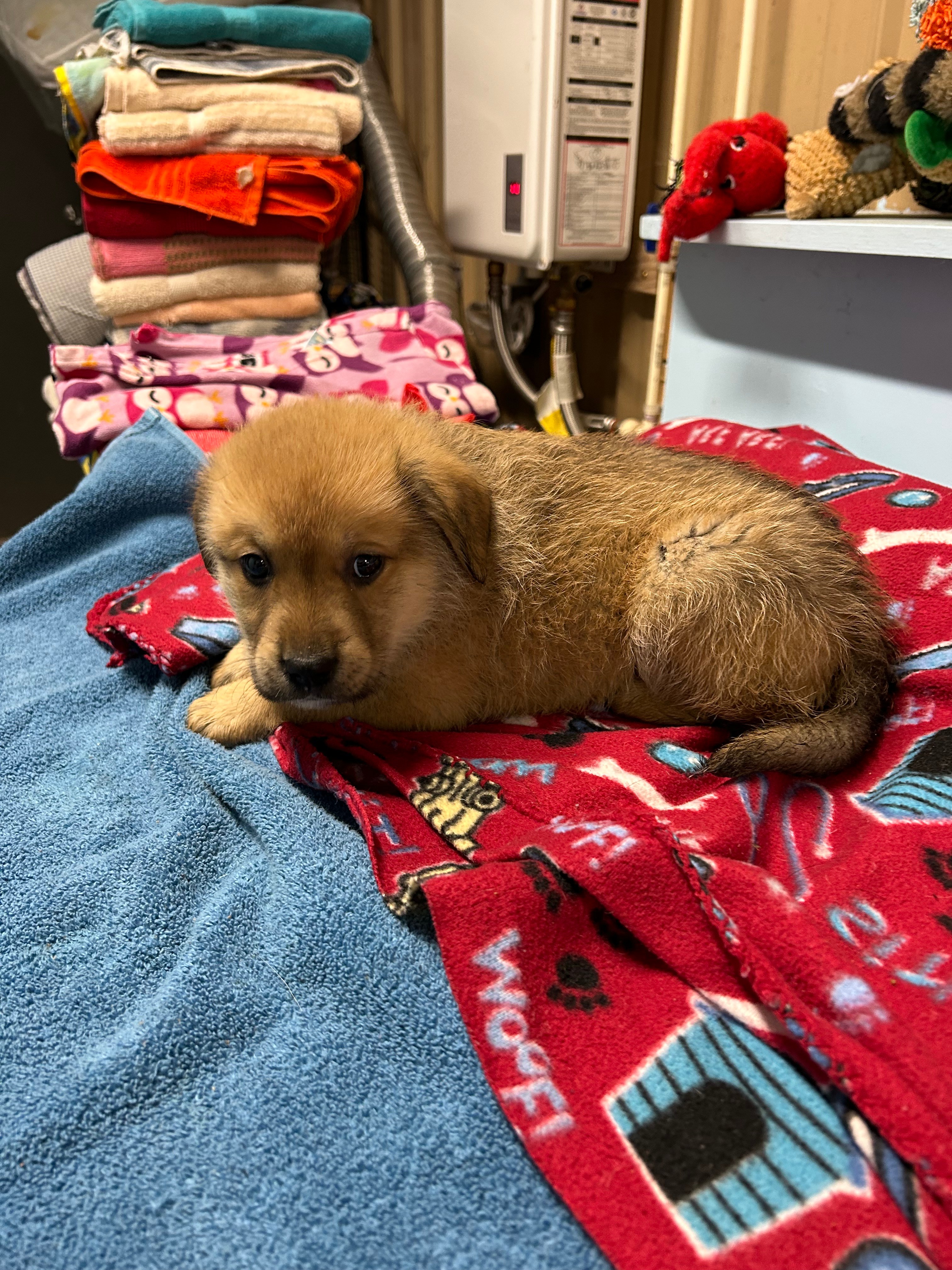 Adopt Marlin Today Find Paw Pal