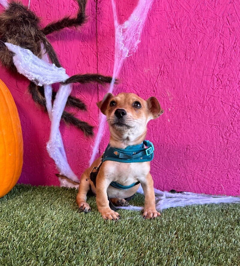 Adopt Bambi Today Find Paw Pal