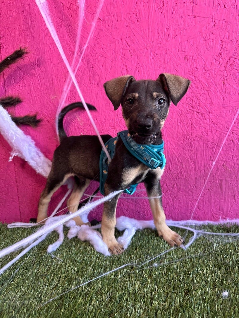 Adopt Orion Today Find Paw Pal