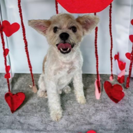 Adopt Rocco Today Find Paw Pal