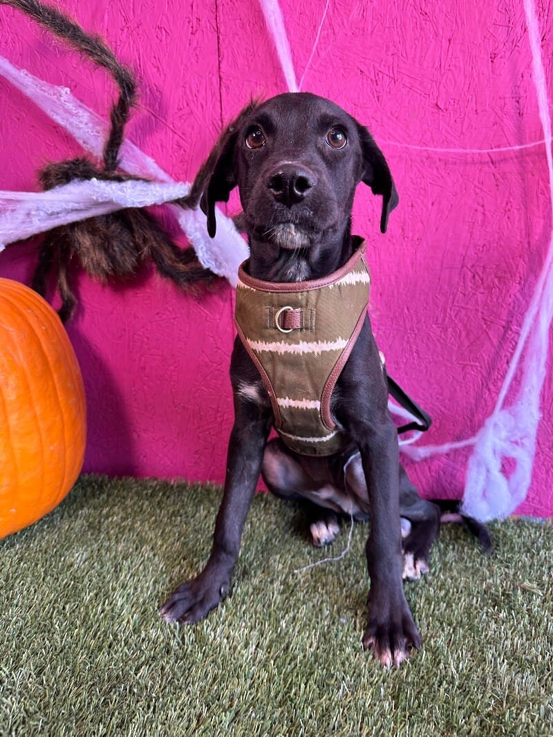 Adopt Neptune Today Find Paw Pal