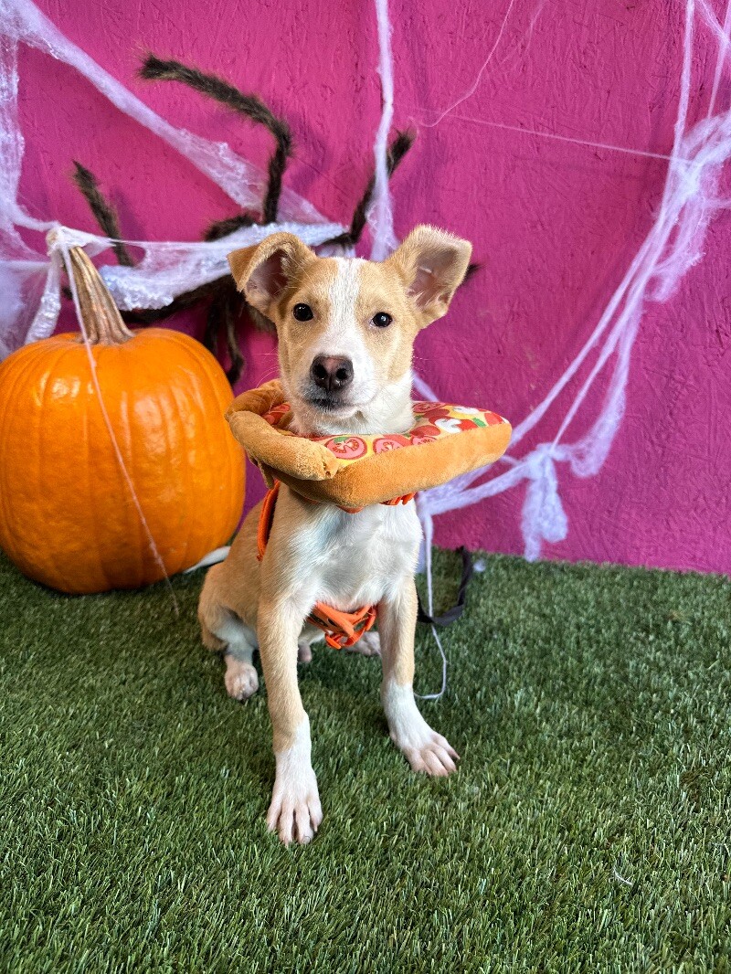 Adopt Today Find Paw Pal