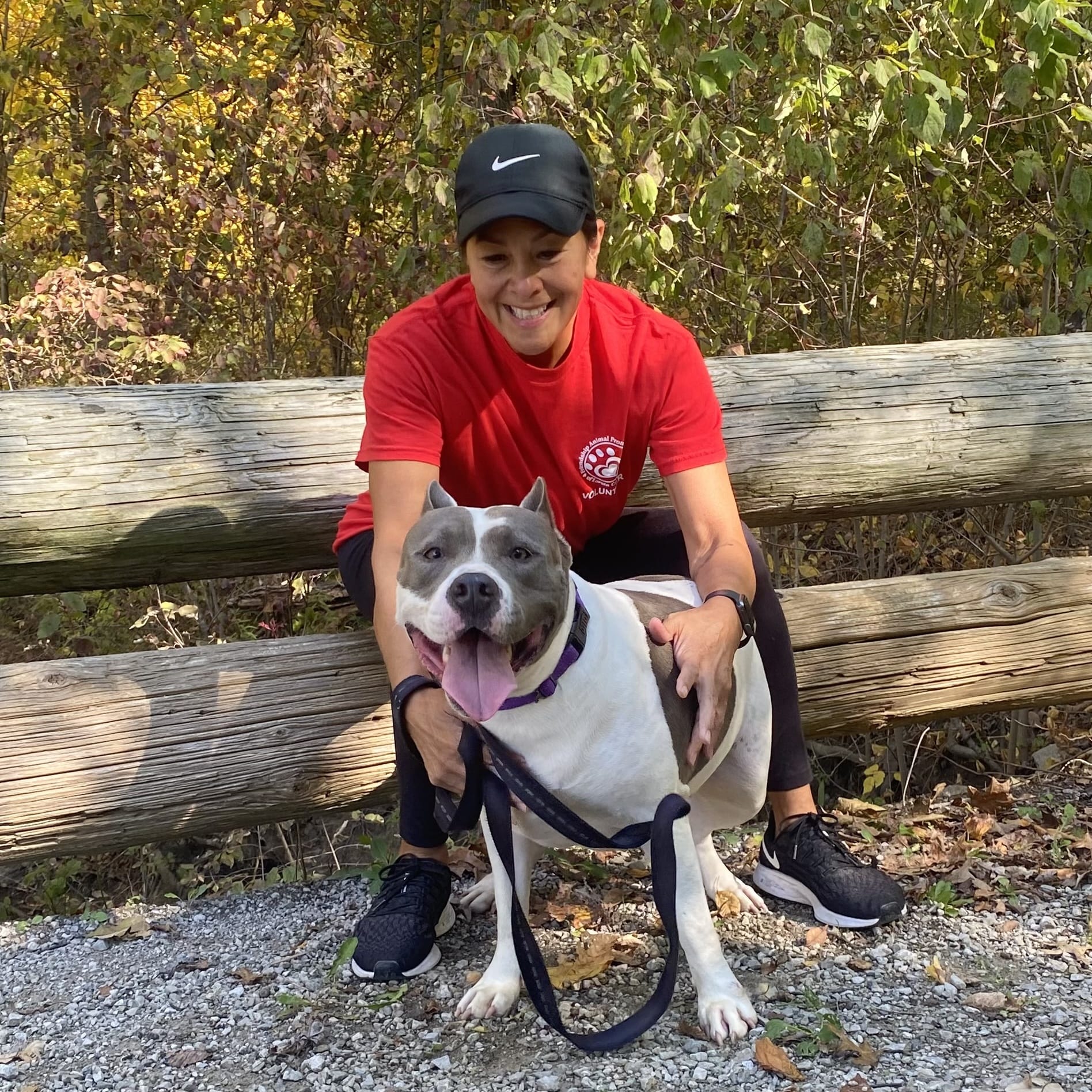 Adopt Honey Lamb Today Find Paw Pal