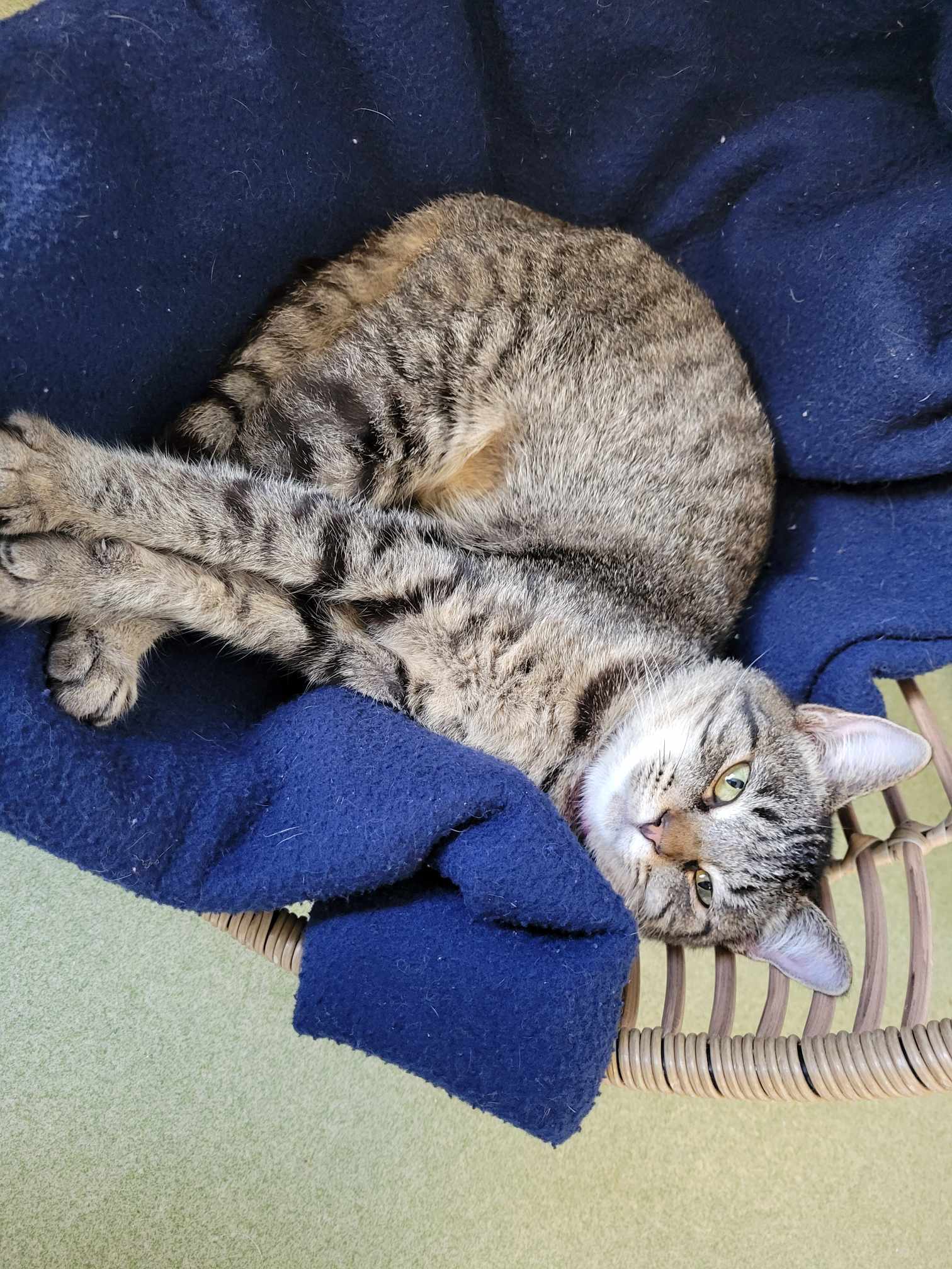 Adopt Andy Bandon Today Find Paw Pal