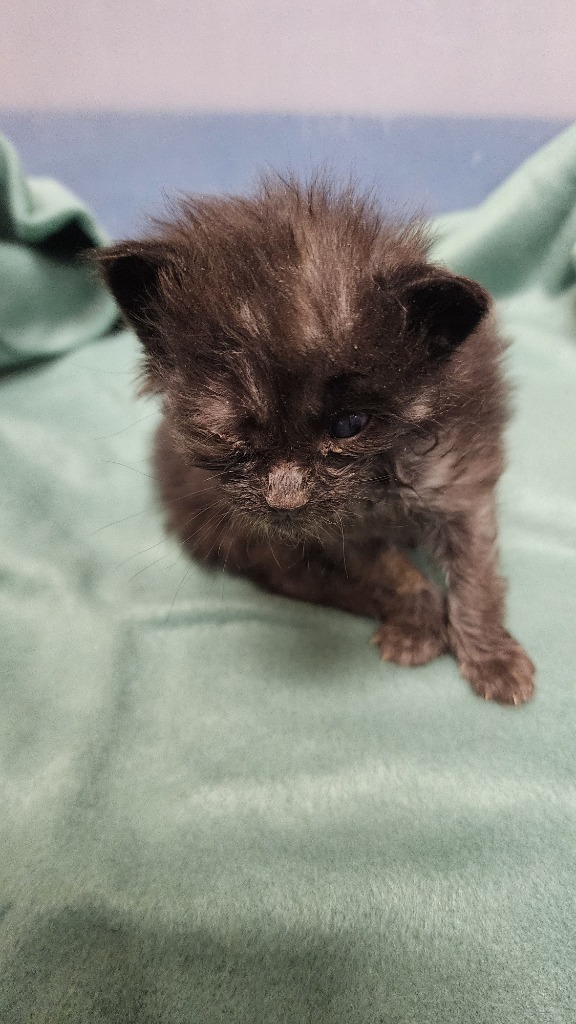 Adopt Elvis Today Find Paw Pal