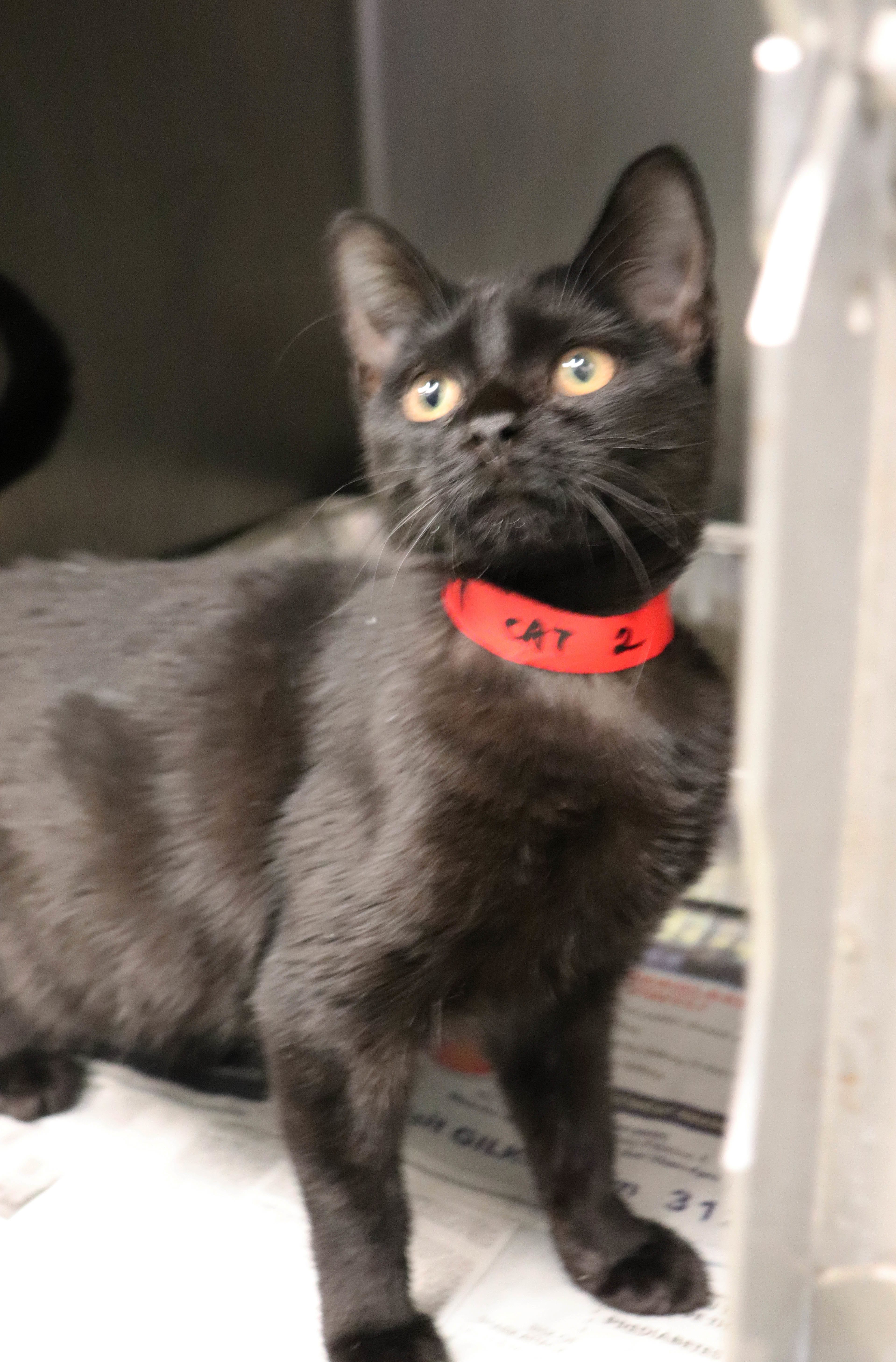 Adopt Daisy Today Find Paw Pal