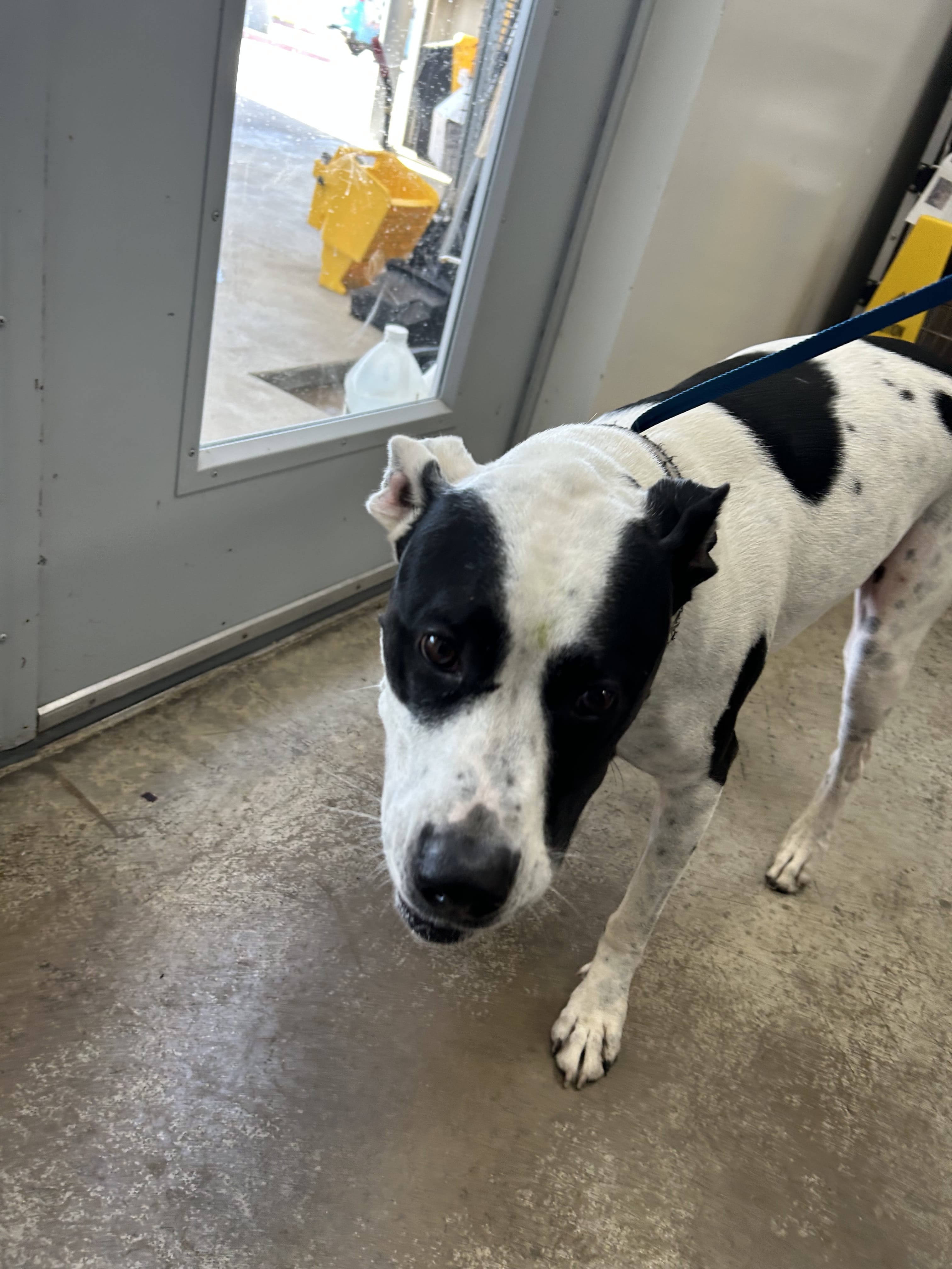 Adopt Kona Today Find Paw Pal