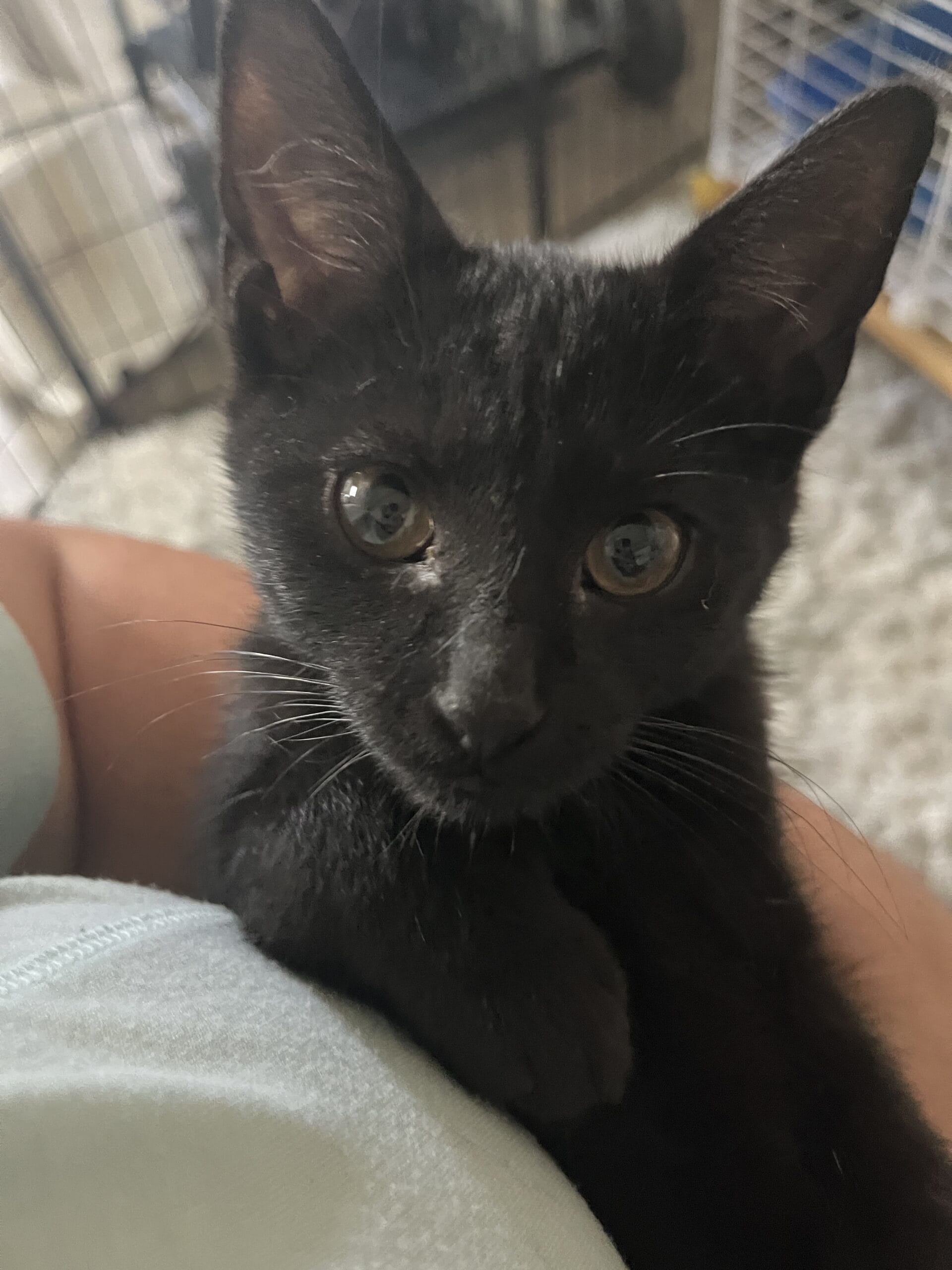 Adopt Huey Today Pets TheCountyOffice