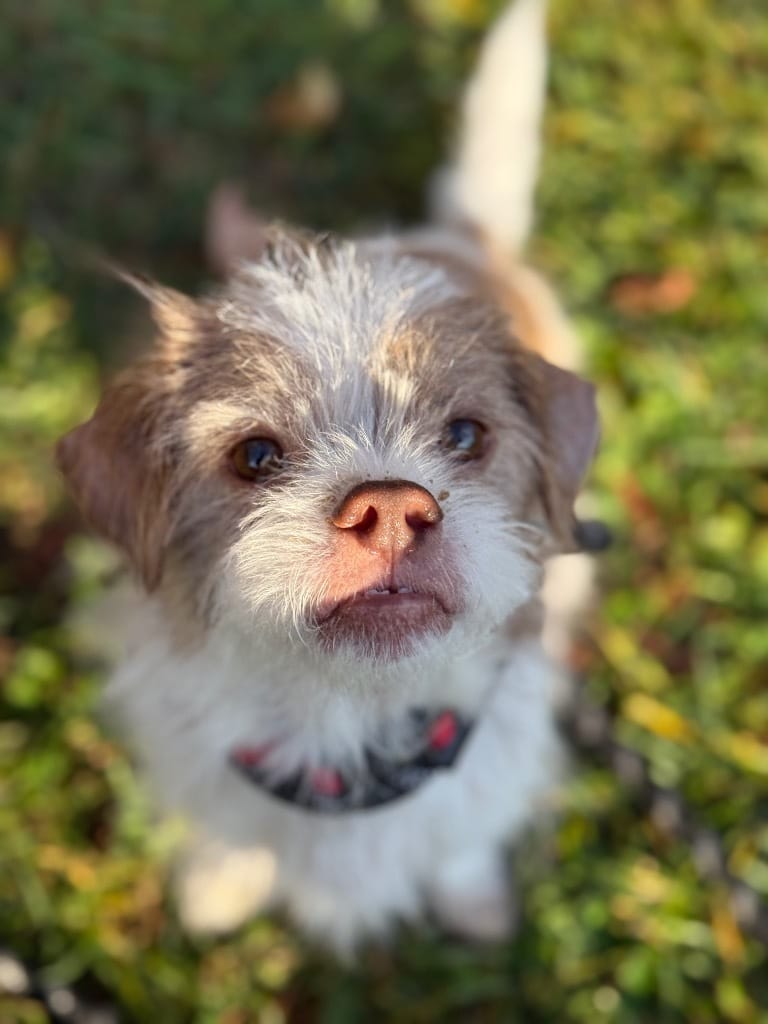 Adopt Melvin Today Find Paw Pal