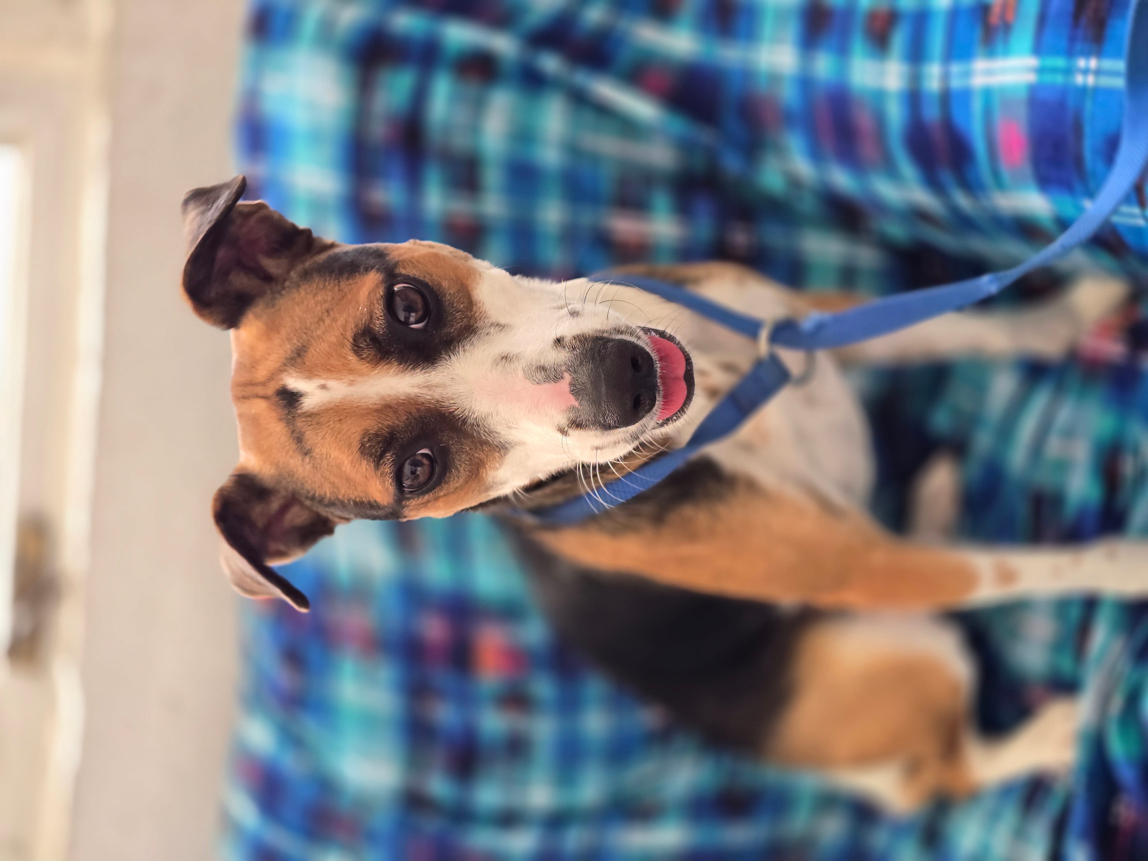 Adopt Maggie Moo Today Find Paw Pal