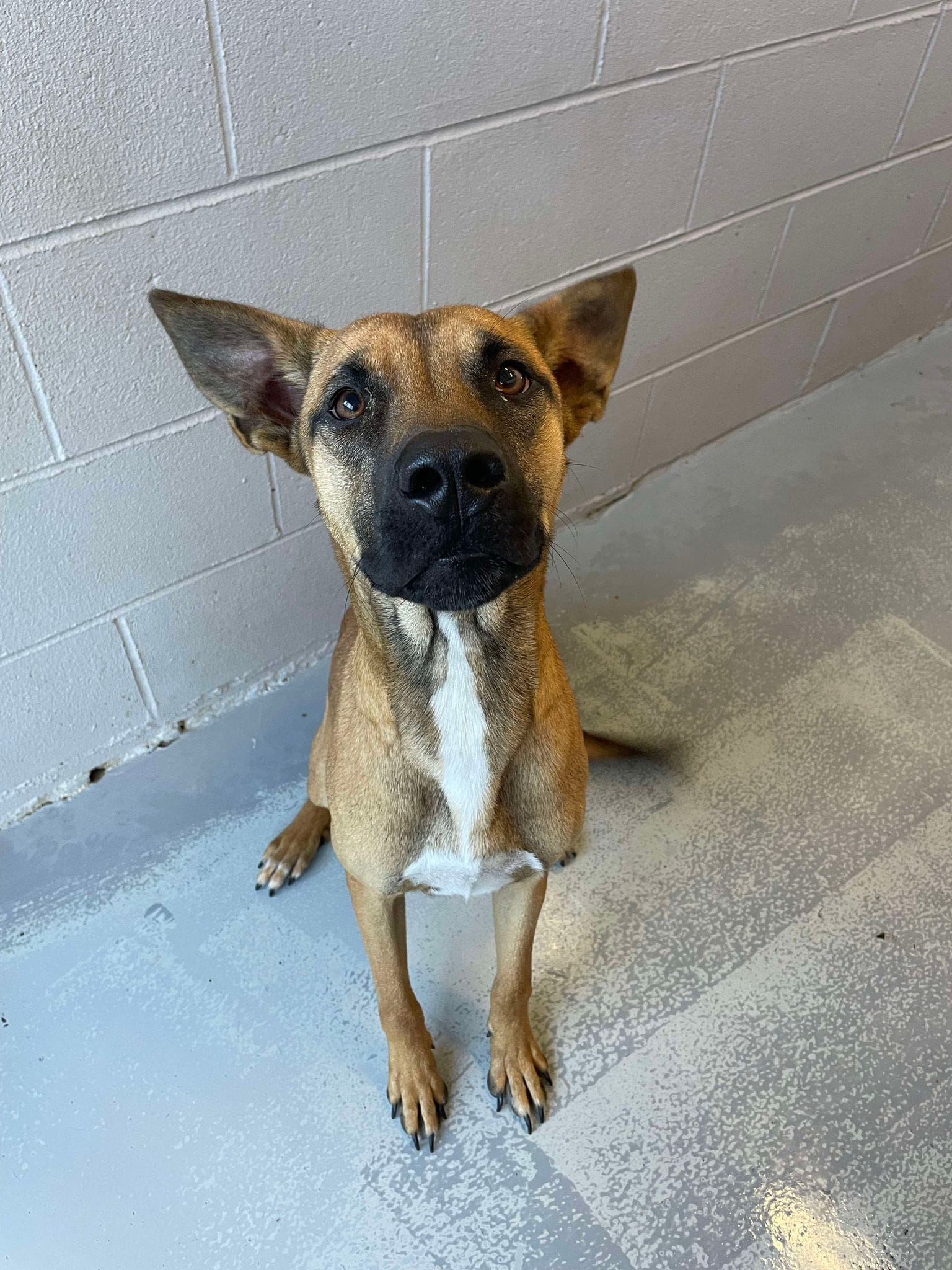 Adopt Steve Today Pets TheCountyOffice