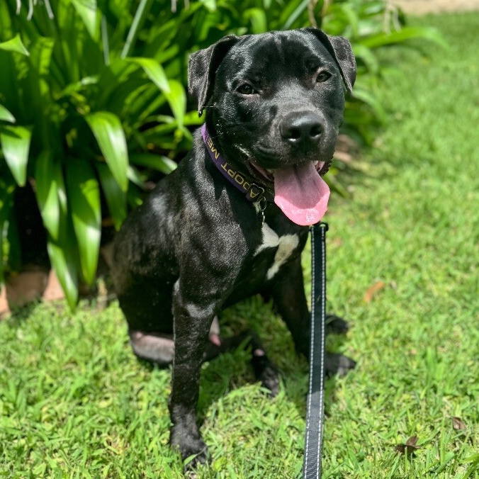 Adopt Derrick Doodle Ark, Fun Water Loving Boy Today Find Paw Pal