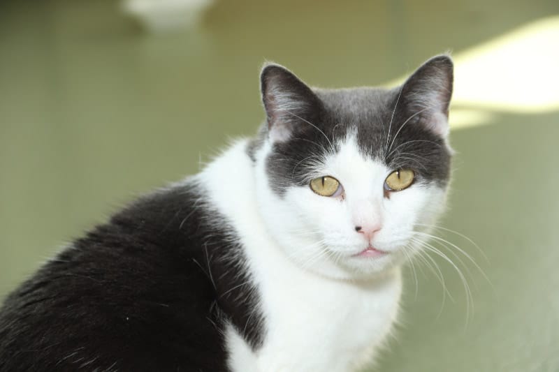 Adopt Lackadaisy Today Pets TheCountyOffice