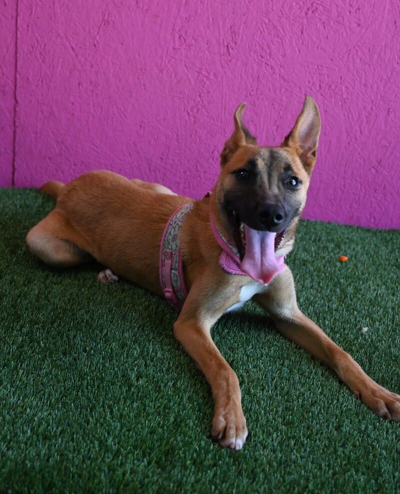 Adopt Sydney Today Pets TheCountyOffice