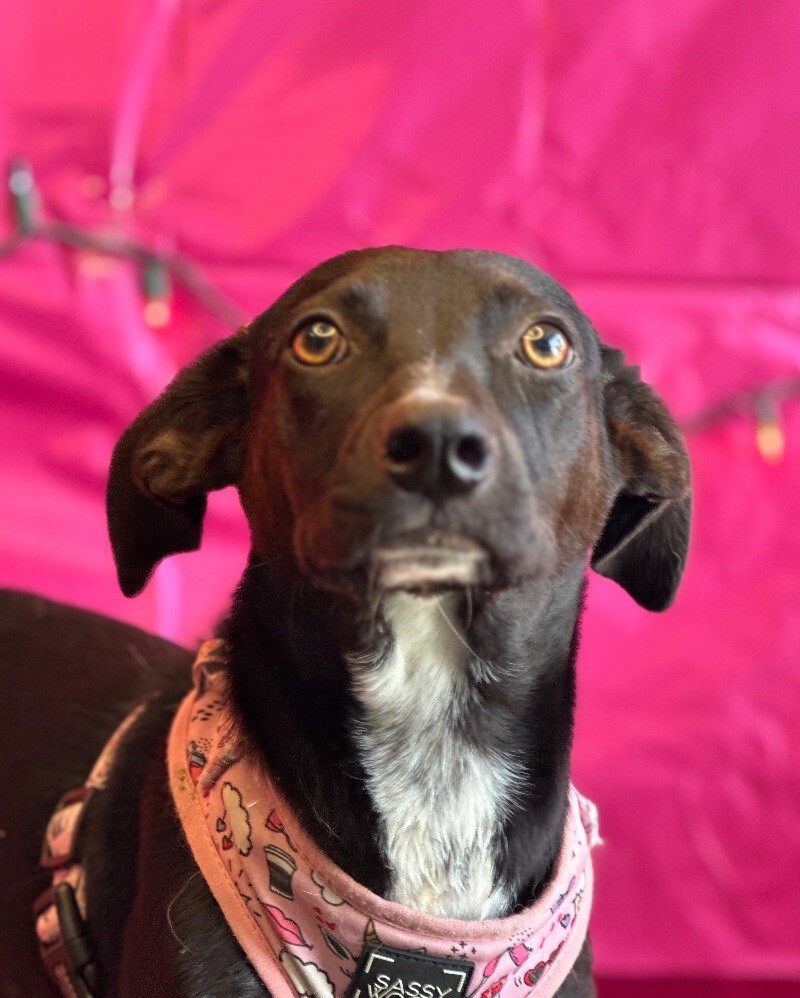 Adopt Prieta Today Find Paw Pal