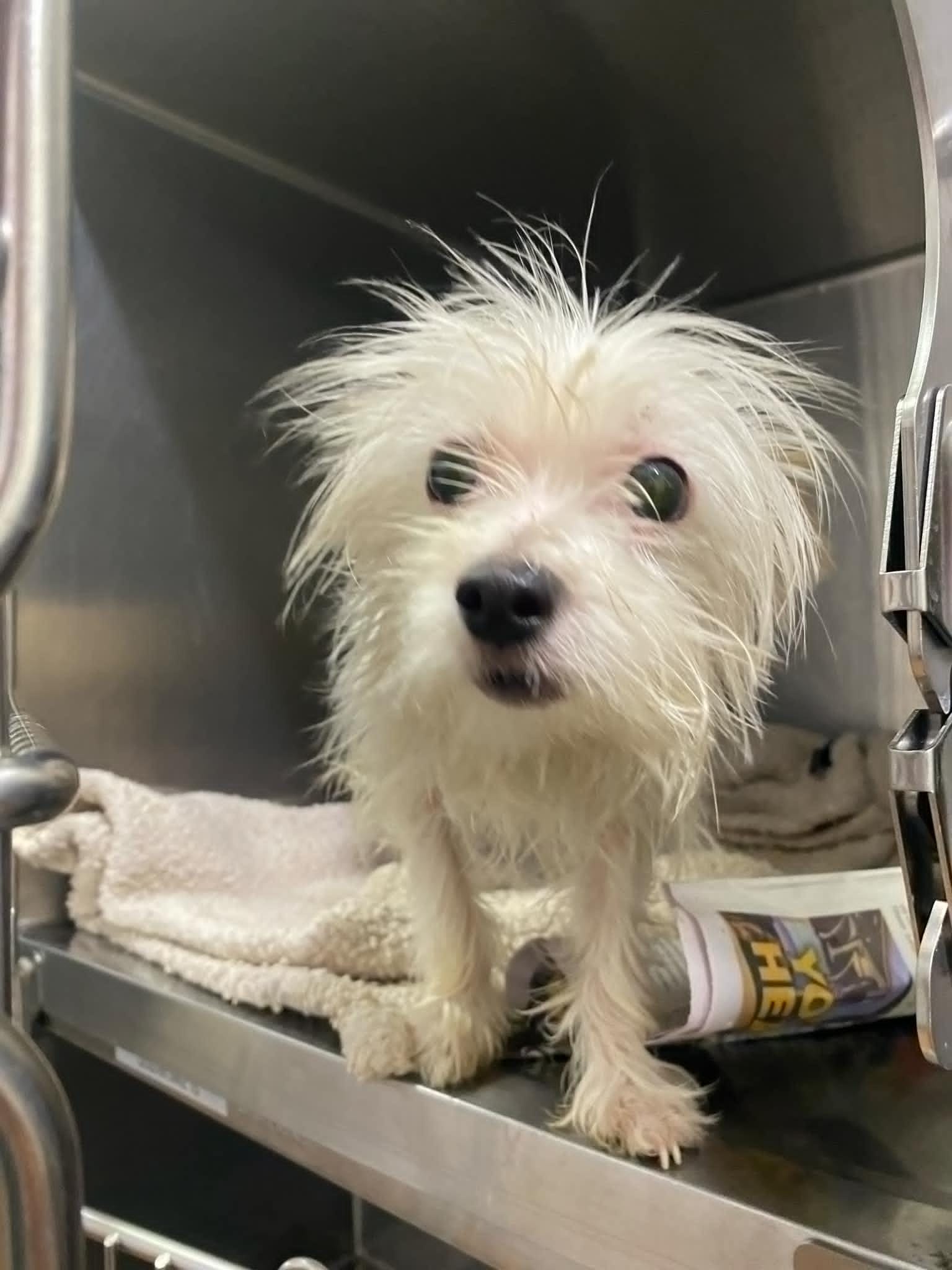 Adopt Saphuon Today Find Paw Pal