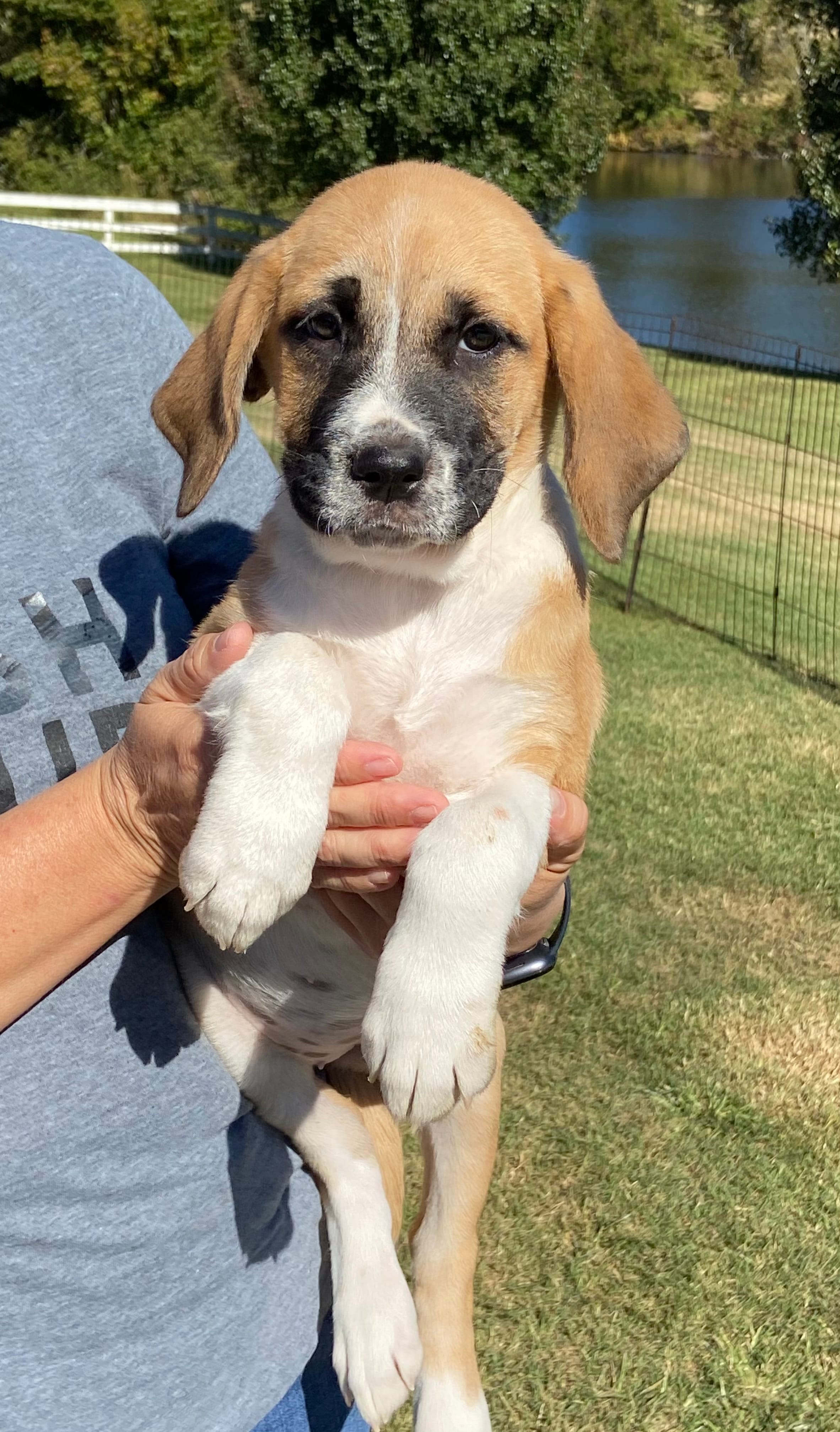 Adopt Rose Today Find Paw Pal