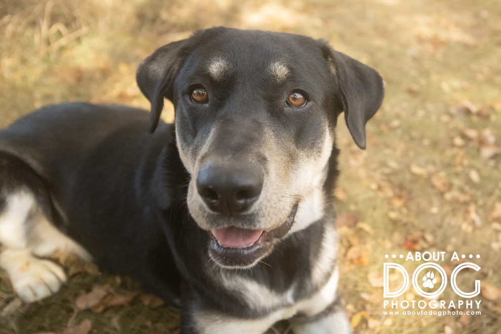 Adopt Girl Scout Today Pets TheCountyOffice