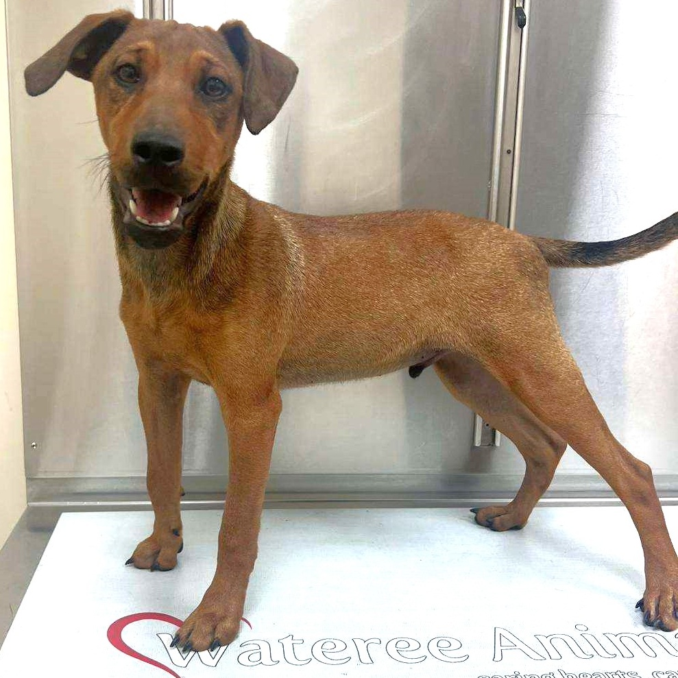 Adopt Rascal Today Find Paw Pal