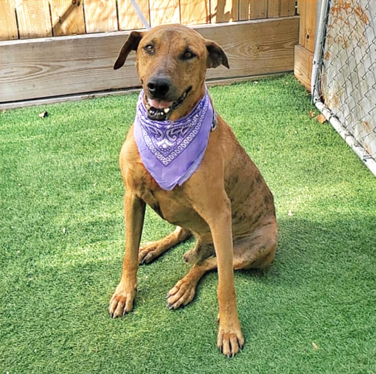 Adopt Brighton Today Find Paw Pal