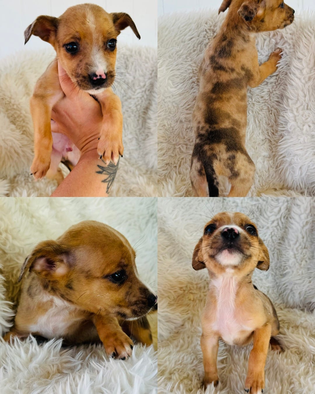 Adopt Mason Today Find Paw Pal