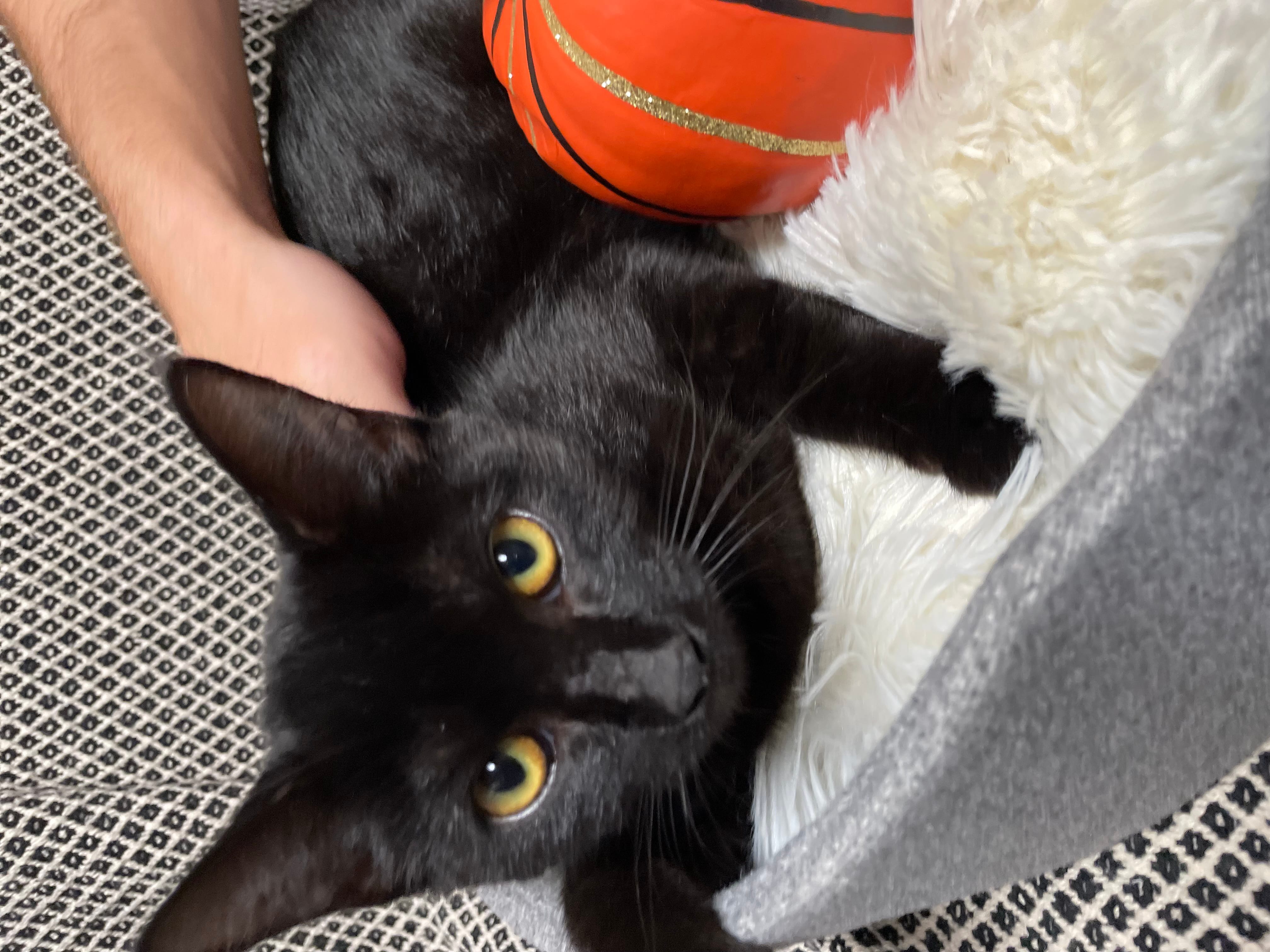 Adopt Cleopatra Today Pets TheCountyOffice