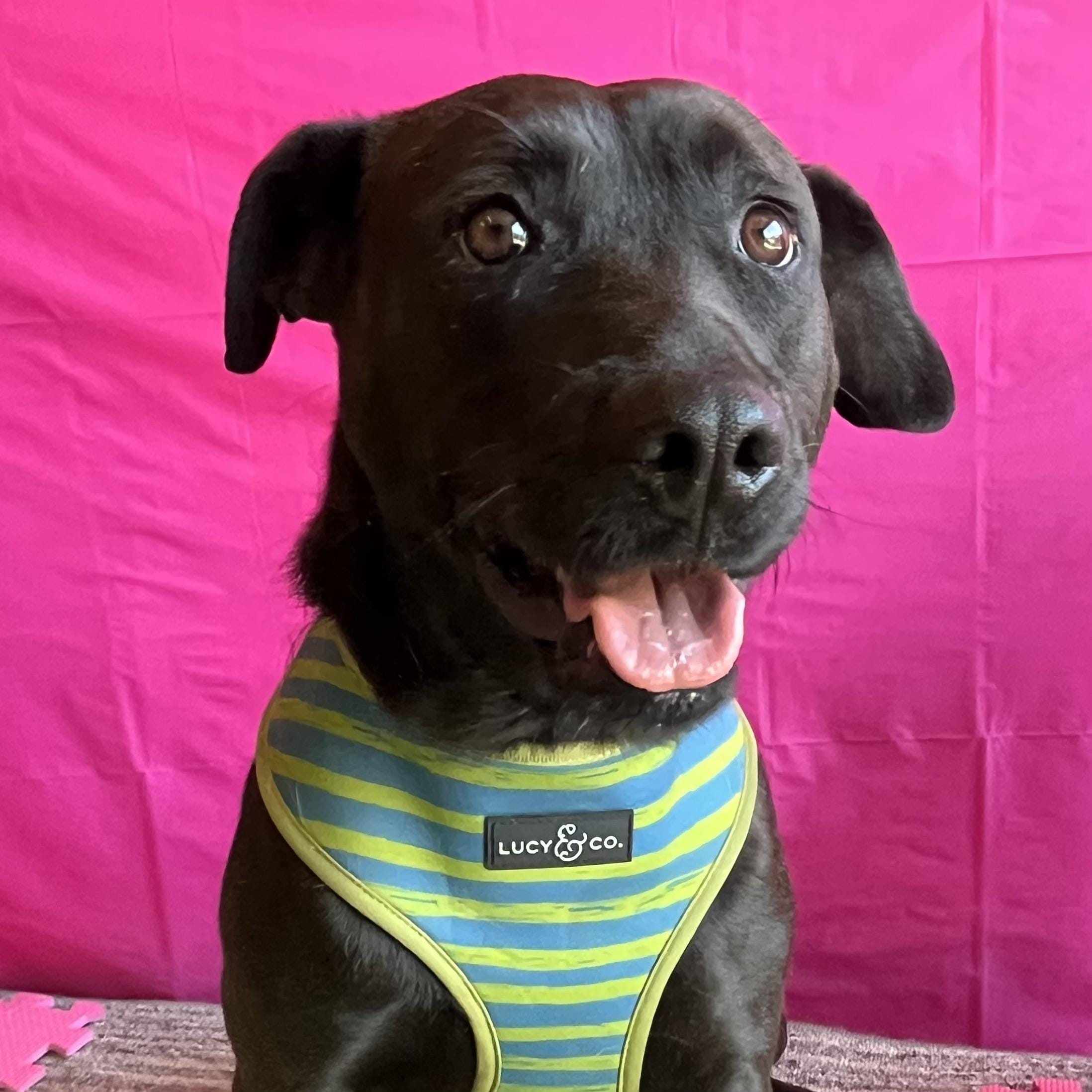 Adopt Rammy Today Find Paw Pal