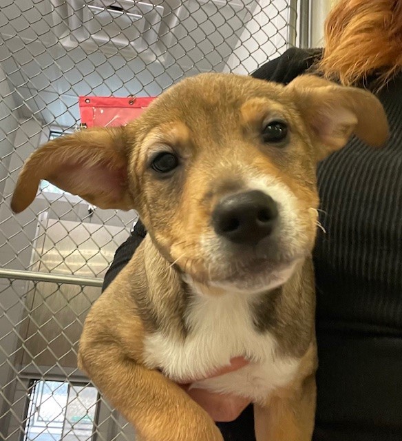 Adopt Macambre Today Pets TheCountyOffice