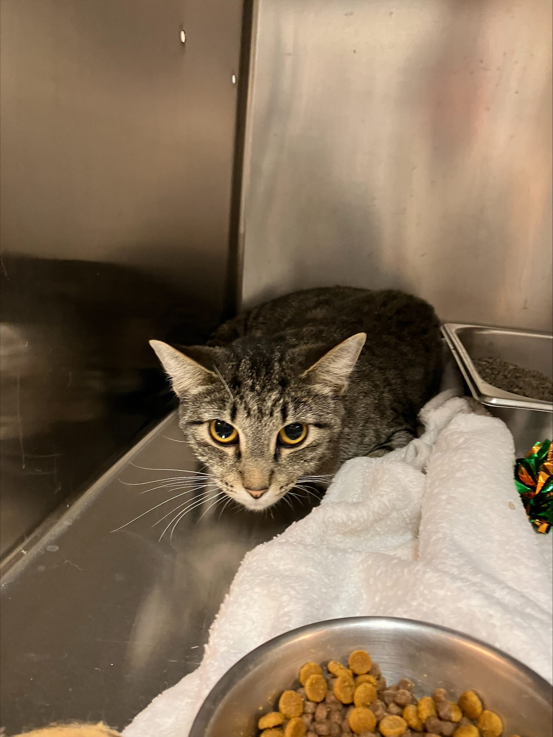 Adopt Tara Today Pets TheCountyOffice