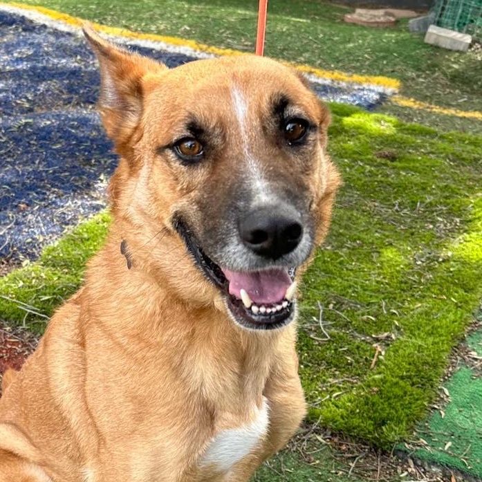 Adopt Romeo Today Find Paw Pal