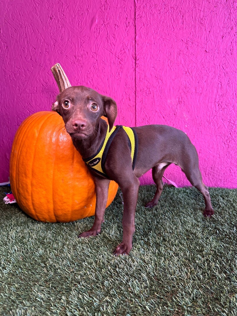 Adopt Romeo Today Find Paw Pal