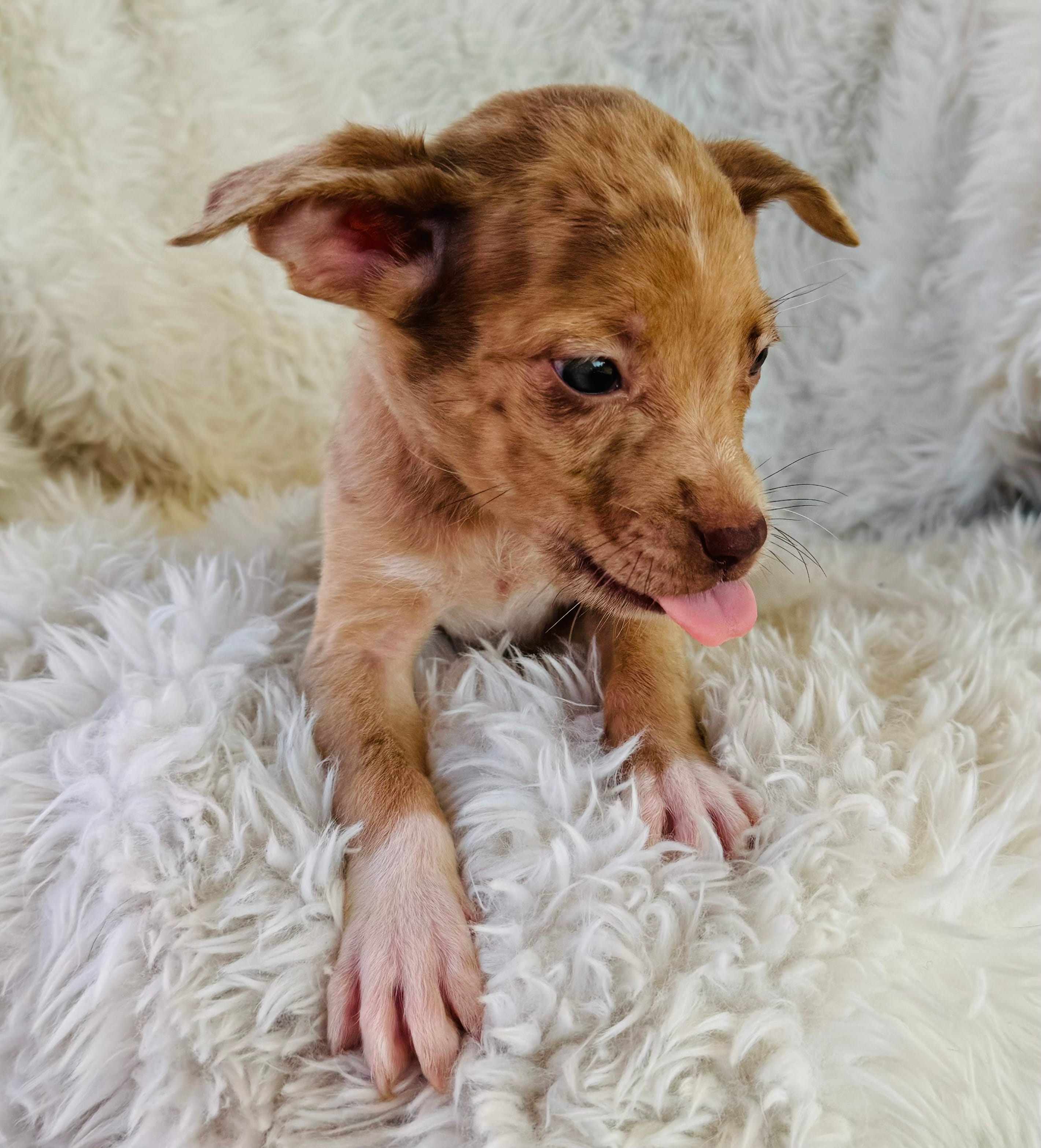 Adopt Squish Today Find Paw Pal