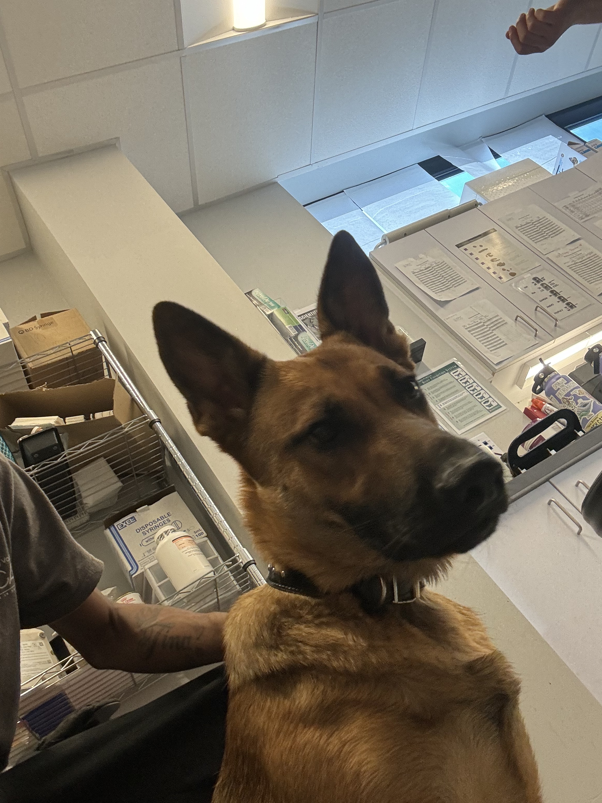 Adopt Girl Scout Today Pets TheCountyOffice