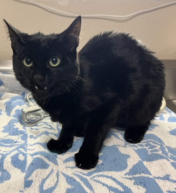 Adopt Klaus Mikaelson Today Pets TheCountyOffice