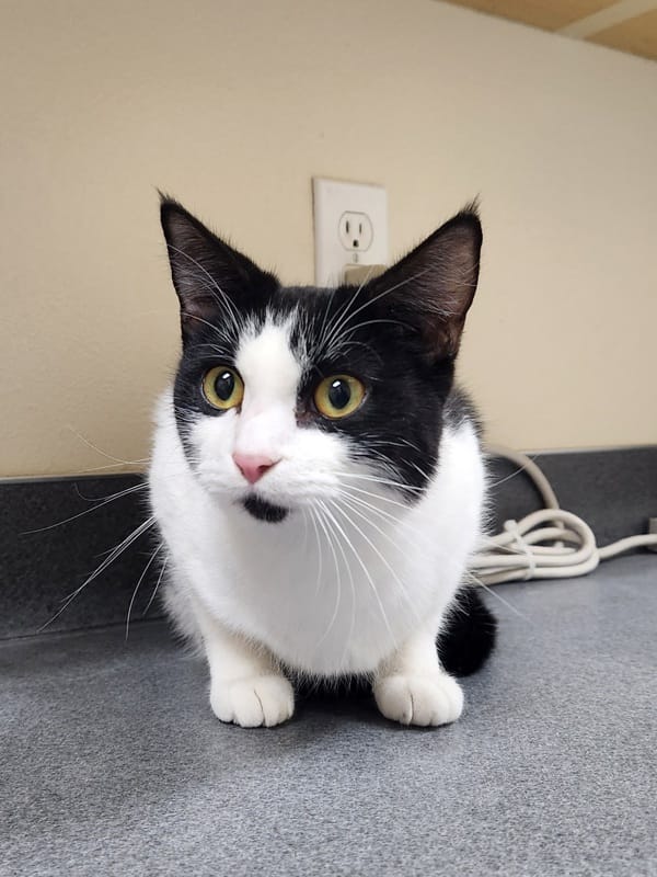 Adopt Tara Today Pets TheCountyOffice