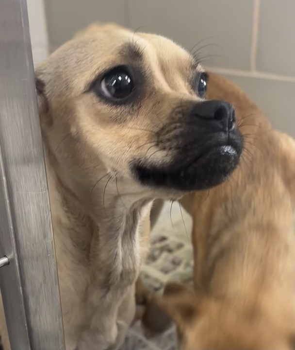 Adopt Dutchess Today Pets TheCountyOffice