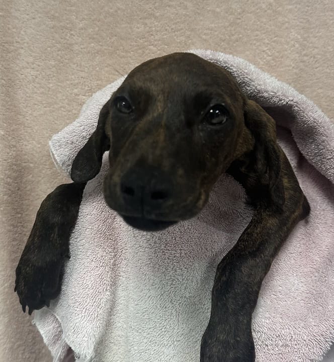 Adopt Izzy Today Find Paw Pal