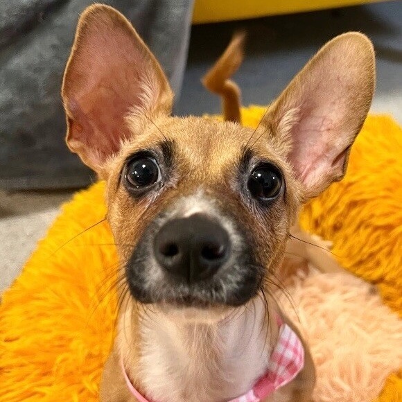 Adopt Nola Daniel Today Find Paw Pal