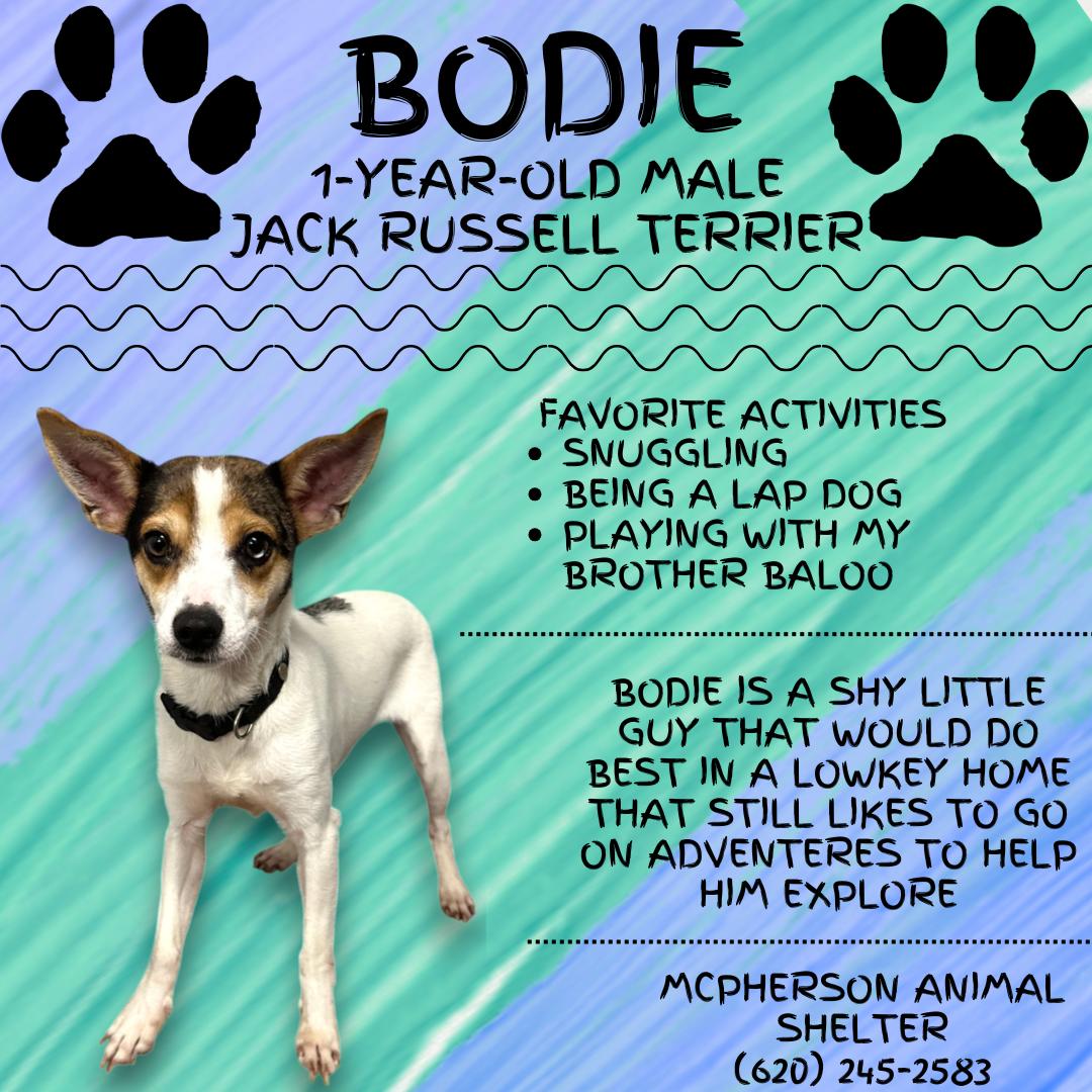 Adopt Bodie Today Find Paw Pal