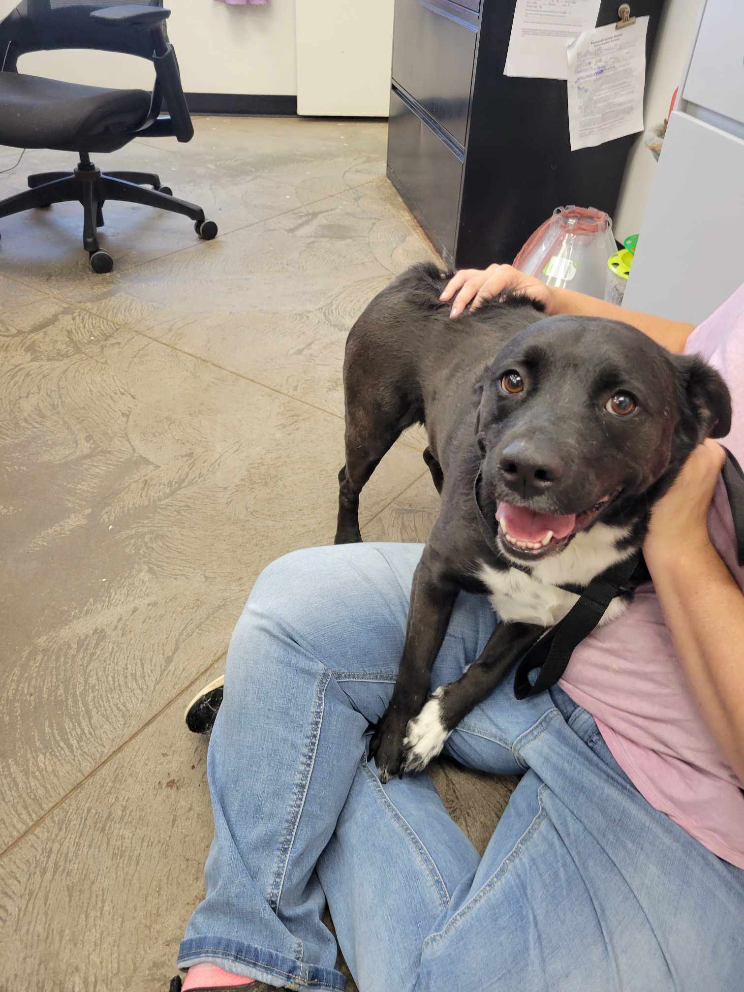 Adopt Vinna Today Find Paw Pal