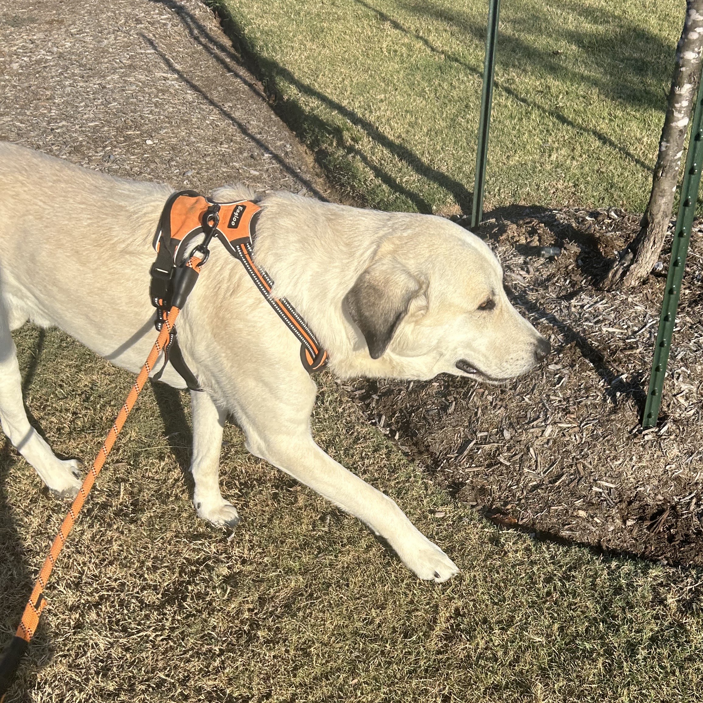 Adopt Cairo Today Pets TheCountyOffice