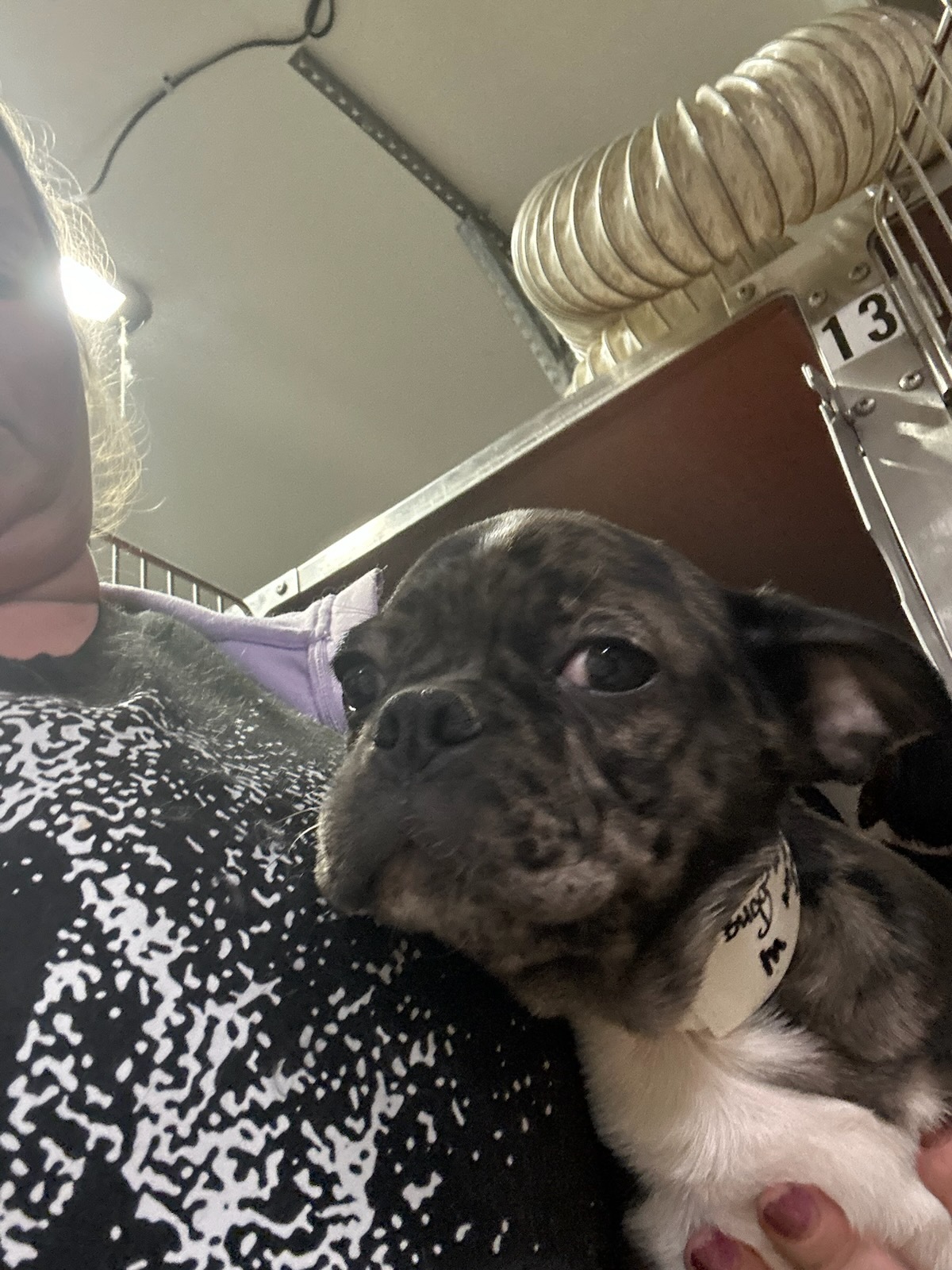 Adopt Ozzy BUG17 Today Pets TheCountyOffice