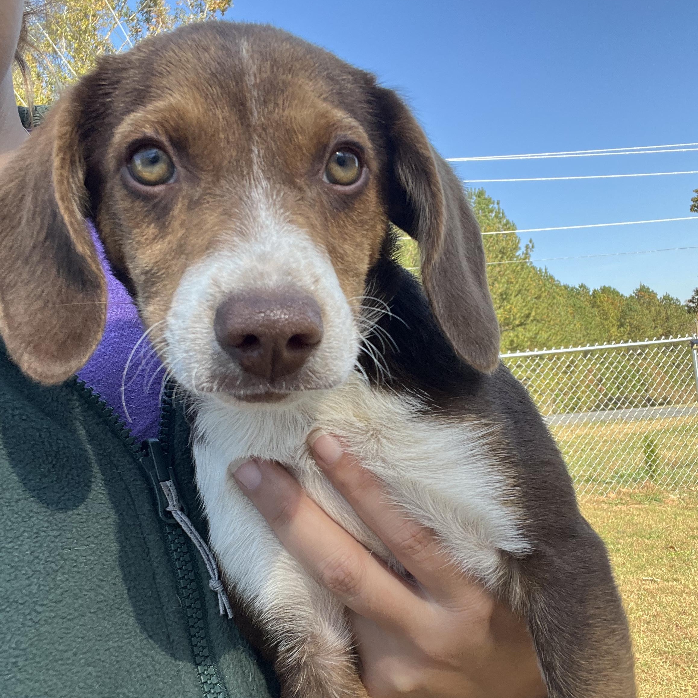 Adopt Callie Today Find Paw Pal