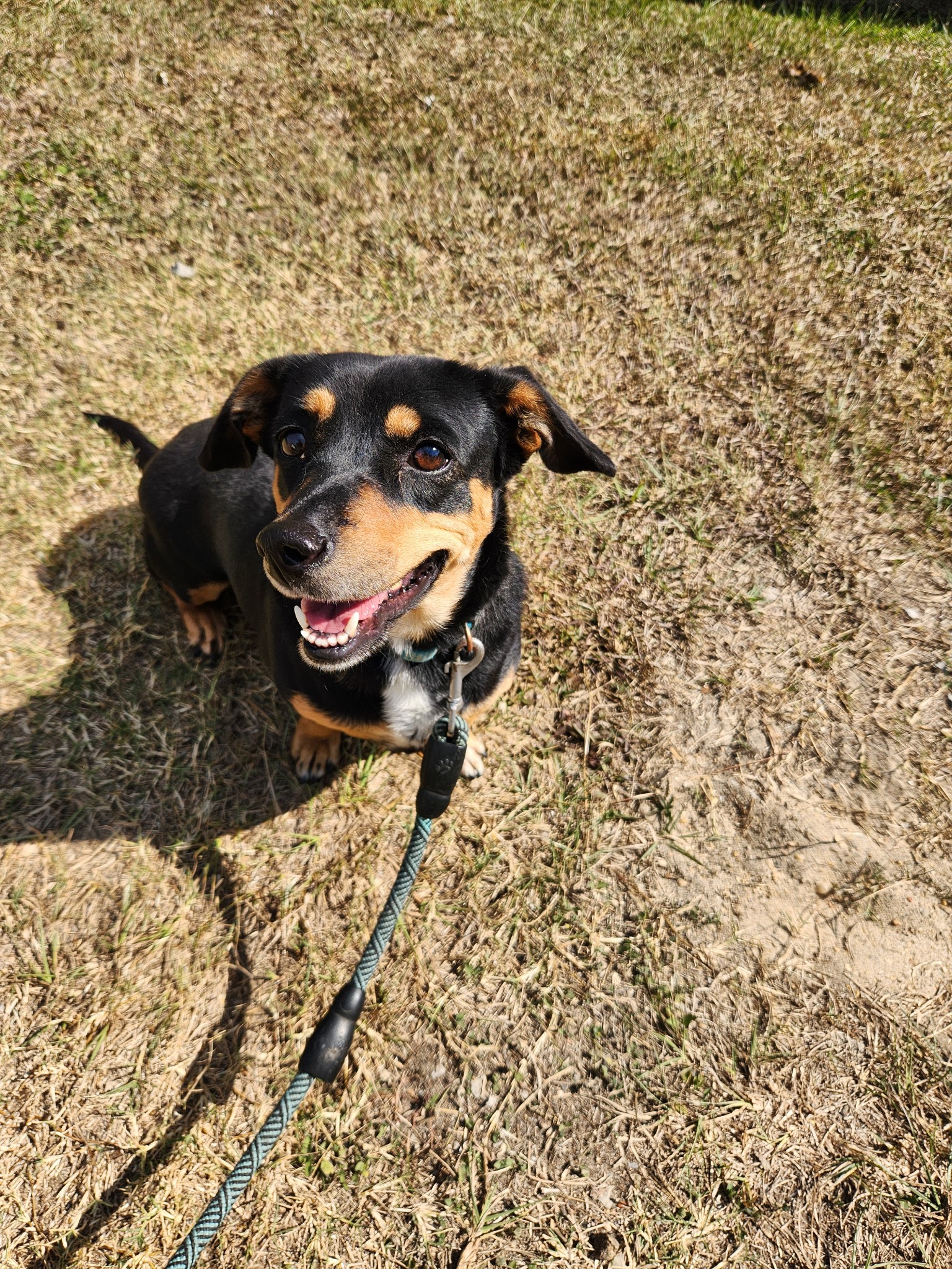 Adopt Maggie Today Pets TheCountyOffice