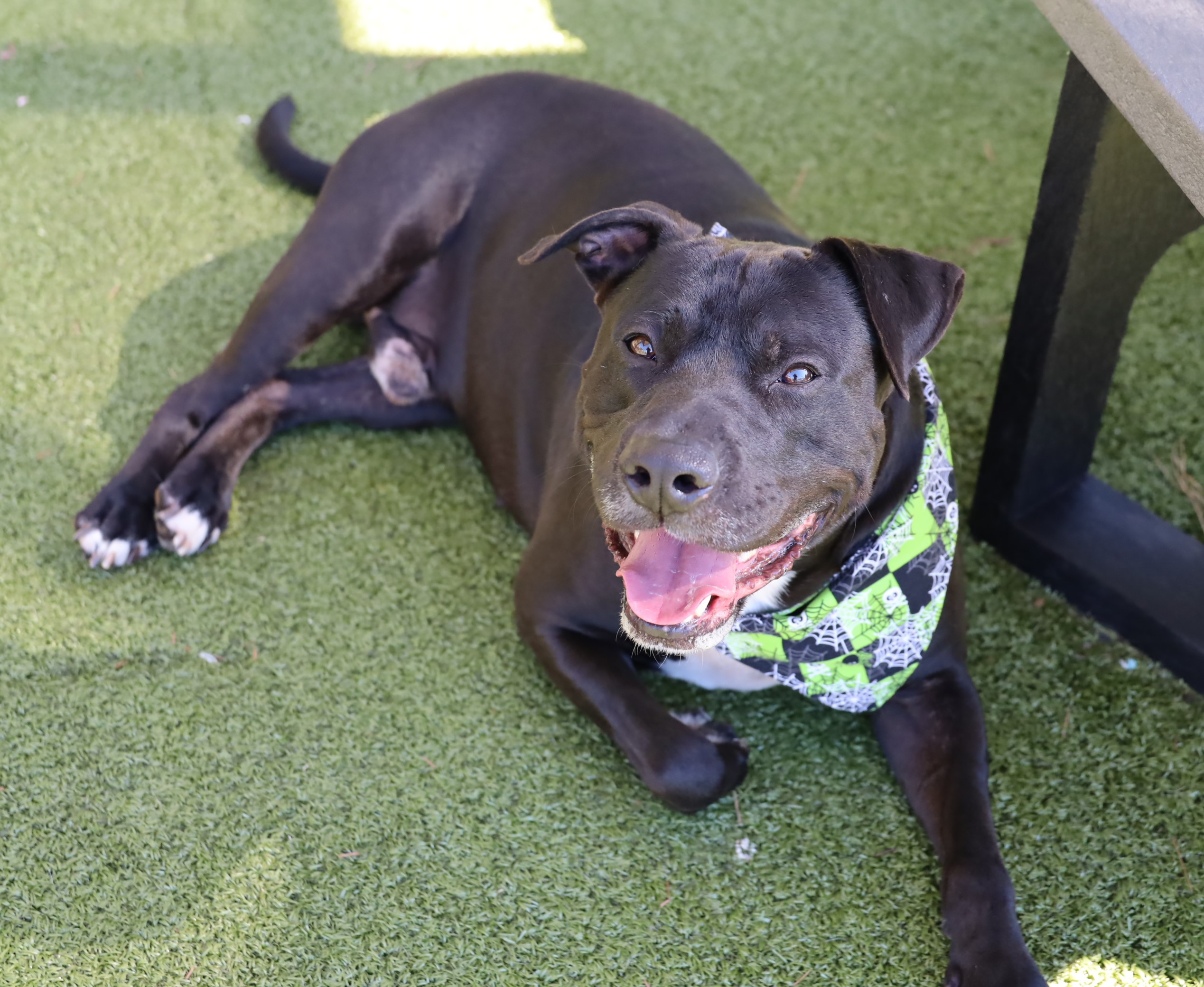 Adopt Pitty Smalls Today Pets TheCountyOffice