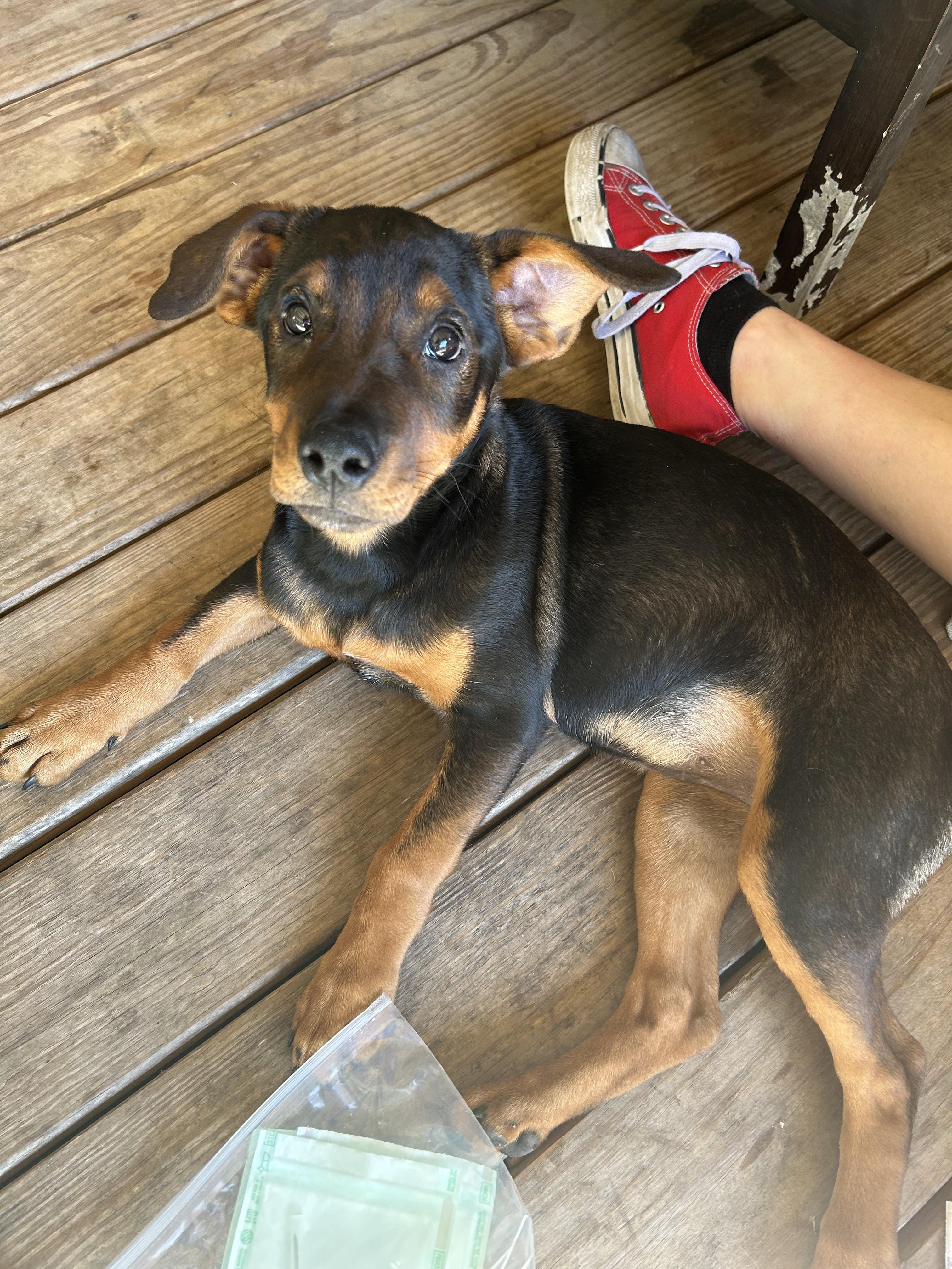 Adopt Eclipse Today Find Paw Pal