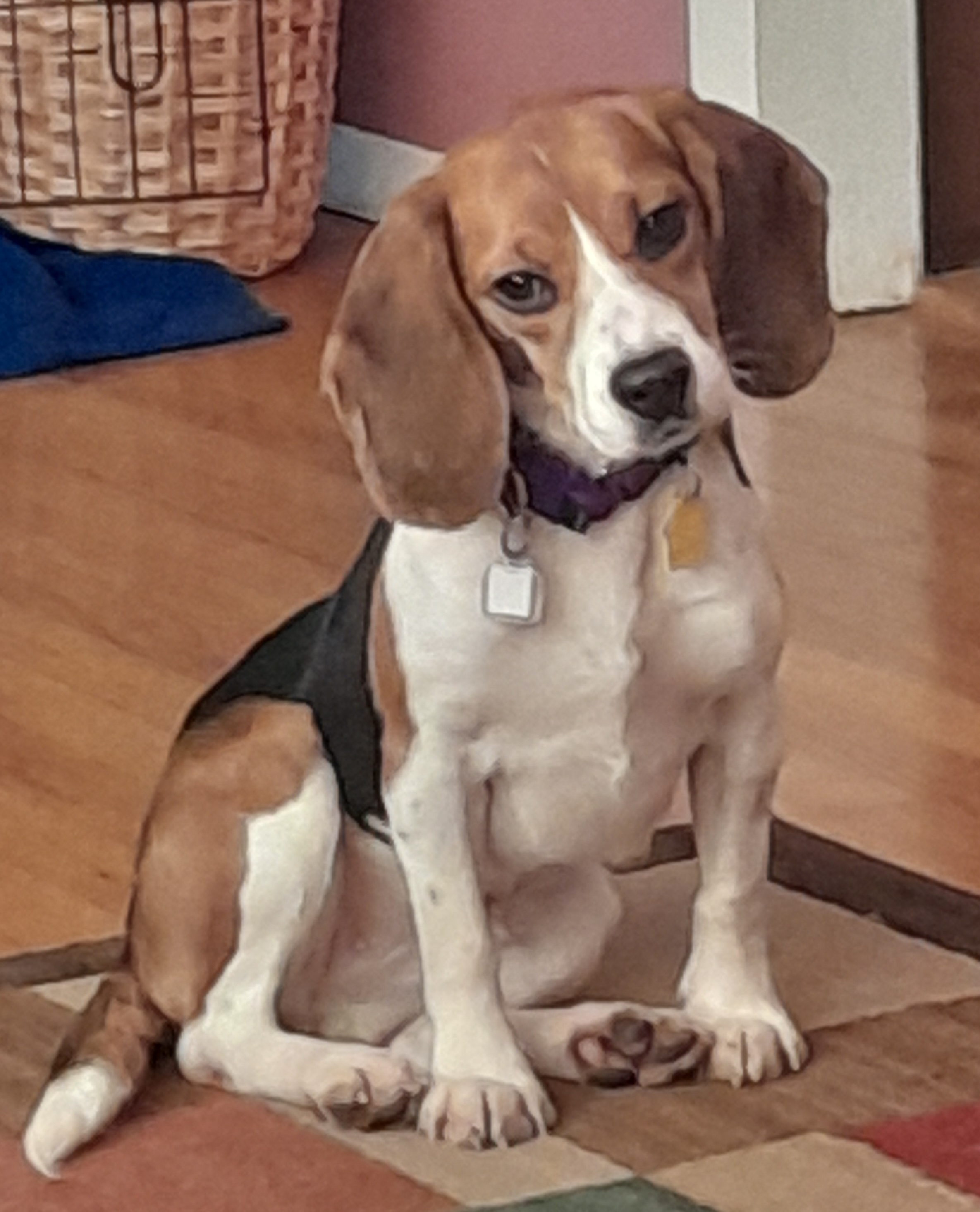 Adopt Aurora Today Find Paw Pal